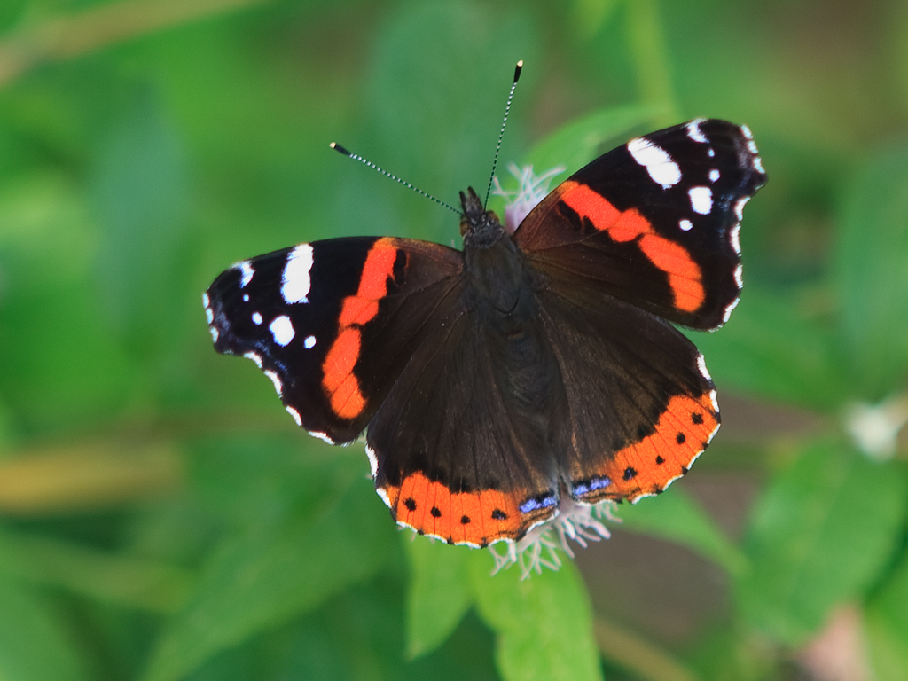 Vanessa atalanta Red Admiral Atalanta